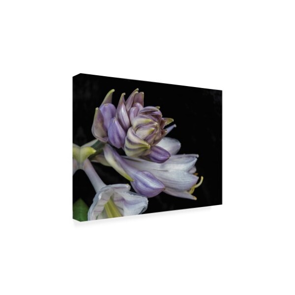 Kurt Shaffer 'Hosta Flower Unfolding' Canvas Art,18x24